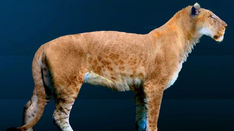 American lion reconstruction